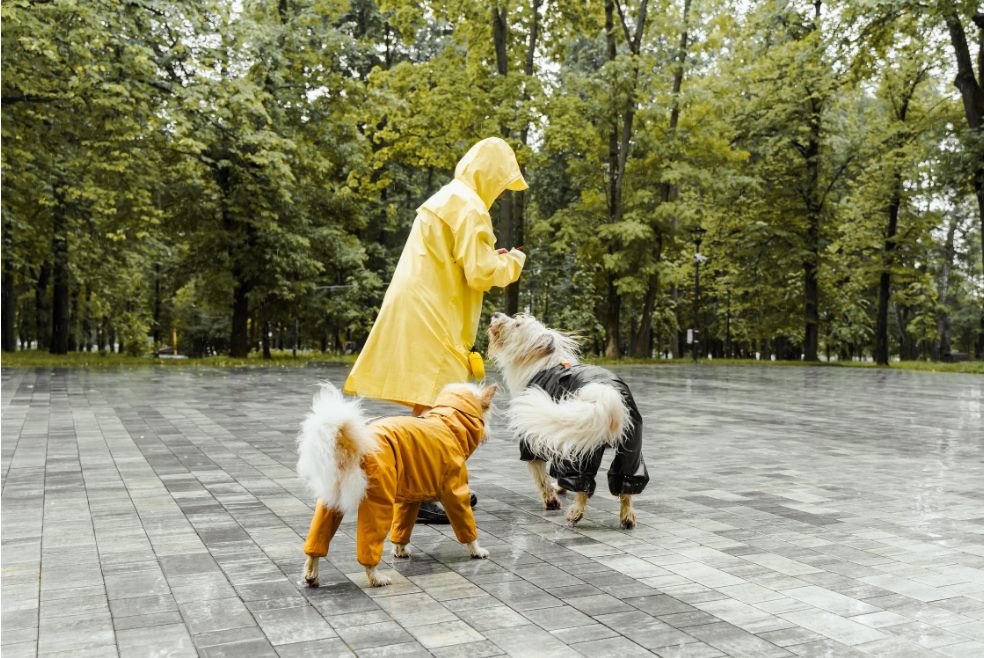 a person and dogs wearing raincoat playing on the
