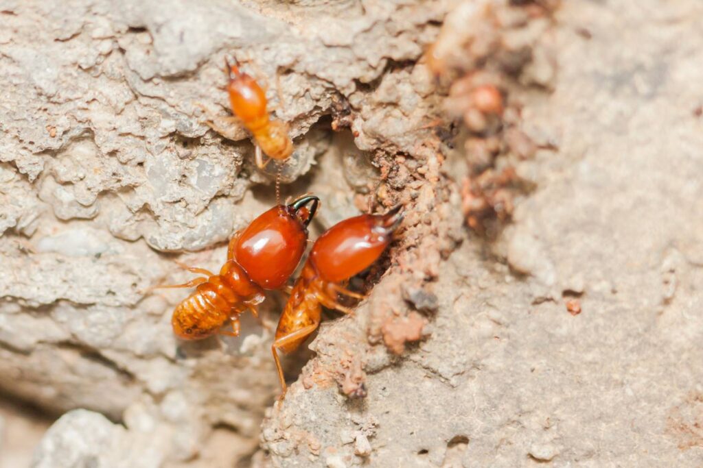 controlling and preventing termites