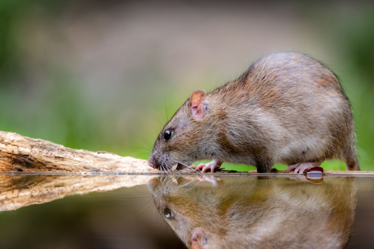 how do i remove the odour of a decomposing rat (2)