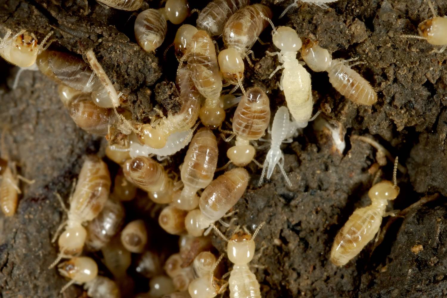 learning termites and how to manage it 1