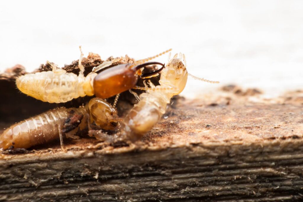 learning termites and how to manage it