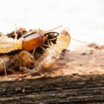 learning termites and how to manage it