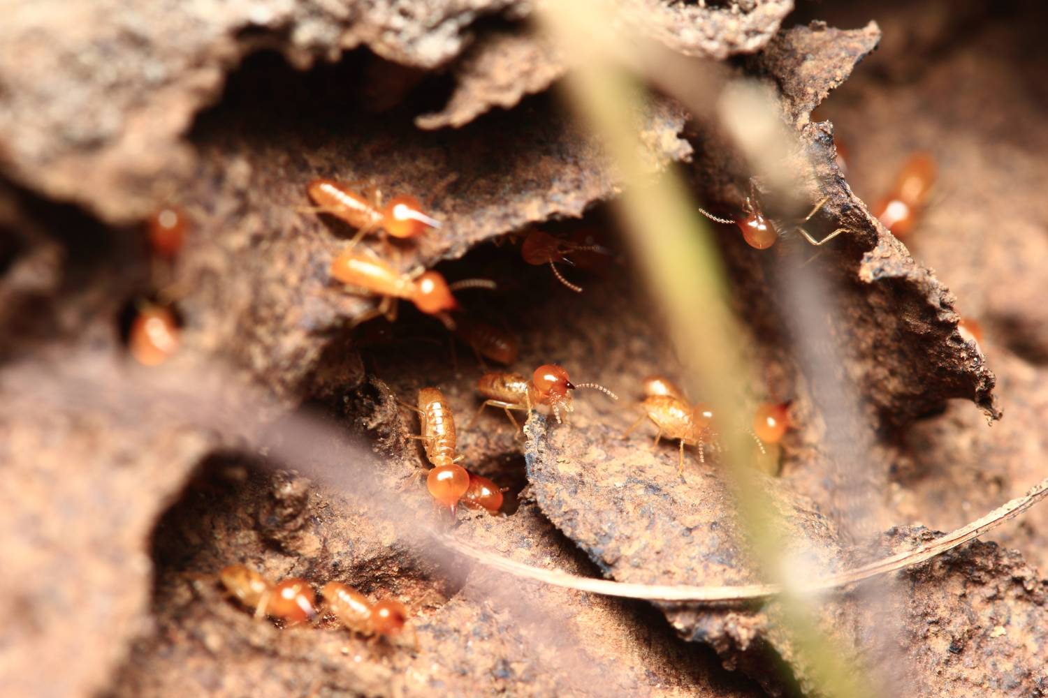 learning termites and how to manage it 2