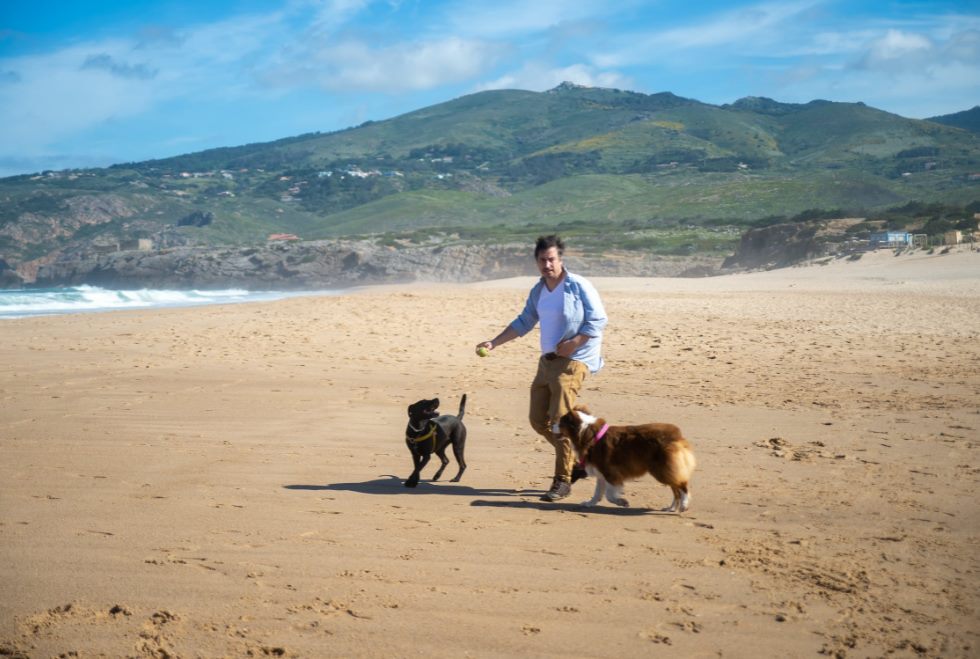 man playing fetch with dogs on beach sand · free s