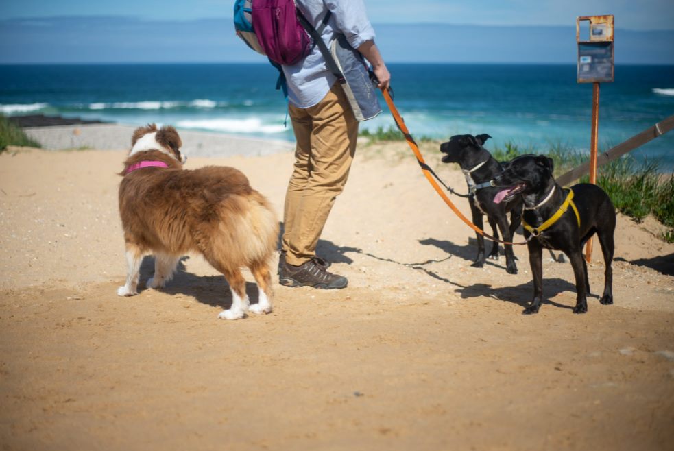 man standing with two dogs on beach sand · free st
