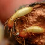 termite baits vs. chemical treatments