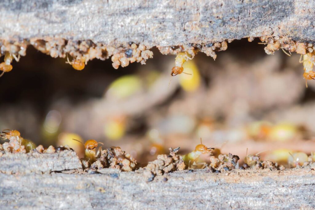 termites’ pre treatment and management