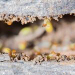 termites’ pre treatment and management